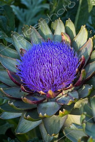 Biosphoto | 2084101 | Fleur d'artichaut, Provence, France | &copy; Philippe Giraud / Biosgarden / Biosphoto