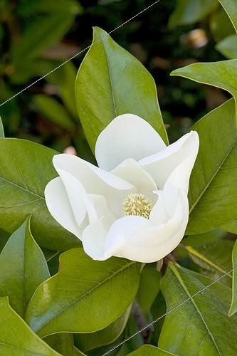 Biosphoto | 470162 | Fleur blanche de magnolia Hérault France ; Jardin des plantes de Montpellier. | &copy; Philippe Giraud / Biosphoto