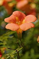 Biosphoto | 921069 | Fleur de Bigogne à vrille sur un mur de jardin Alsace France | &copy; Denis Bringard / Biosphoto