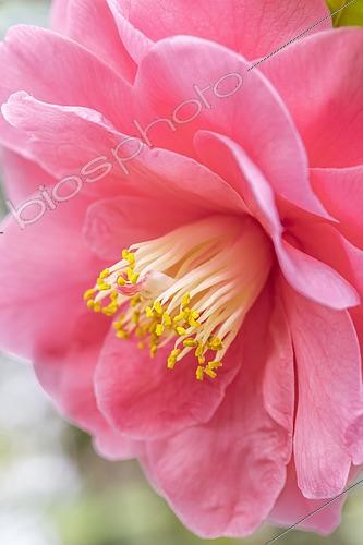 Biosphoto | 2552482 | Fleur de Camélia du Japon (Camellia japonica) | &copy; Marie Aymerez / Biosphoto