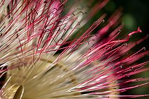 Biosphoto | 2546098 | Fleur de Châtaignier de Guyane (Pachira aquatica), gros plan, Maranhão, Brésil | &copy; Marie Aymerez / Biosphoto