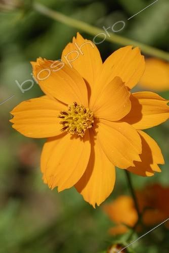 Biosphoto | 480894 | Fleur de Cosmos | &copy; Grégory Mairet / Biosphoto