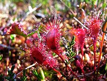 Biosphoto | 80408 | Fleur de Drosera à la tourbière de Nigula Estonie | &copy; Pierre Huguet-Dubief / Biosphoto