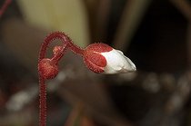 Biosphoto | 1517930 | Fleur de Drosera Bois du Sud Nouvelle-Calédonie | &copy; David Massemin / Biosphoto