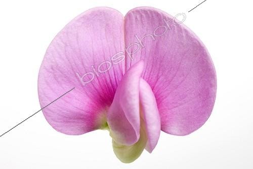 Biosphoto | 754914 | Fleur de gesse à larges feuilles sur fond blanc | &copy; Michel Gunther / Biosphoto