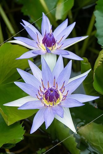 Biosphoto | 2415757 | Fleur de Nénuphar (Nymphea colorata), jardin botanique Jean-Marie Pelt à Nancy, Lorraine, France | &copy; Stéphane Vitzthum / Biosphoto