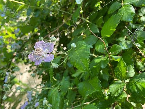 Biosphoto | 2583124 | Fleur de Ronce à feuilles d’Orme (Rubus ulmifolius), fruit des bois, France | &copy; Patricia Méaille / Biosphoto