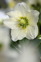 Biosphoto | 1254392 | Fleur de Rose de Noël | &copy; Denis Bringard / Biosphoto
