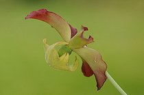 Biosphoto | 1252602 | Fleur de Sarracène blanc France | &copy; Thierry Van Baelinghem / Biosphoto