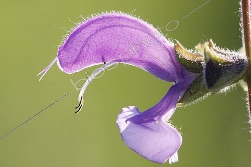 Biosphoto | 948503 | Fleur de Sauge des prés sur pelouse sèche France | &copy; Thierry Reminiac / Biosphoto