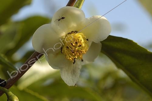 Biosphoto | 74957 | Fleur de thé Inde ; Karnataka Région Madikeri  | &copy; NouN / Biosphoto