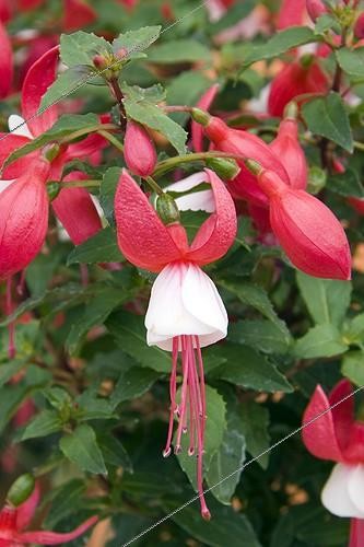 Biosphoto | 1282859 | Fleur Fuchsia ; Close-up of Red and White Single Fuchsia 'Jollies Grasse' | &copy; Lamontagne / Biosphoto