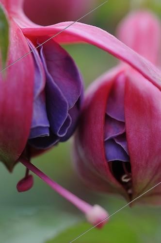 Biosphoto | 1778842 | Fleur Fuchsia ; Fuchsia 'Winston Churchill', Fuchsia, Pink subject. | &copy; Sue Kennedy / Flowerphotos / Biosphoto