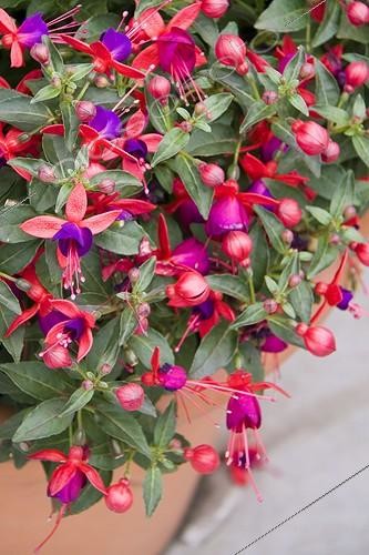 Biosphoto | 1282860 | Fleur Fuchsia Violacées ; Purple and Red Single Fuchsia 'Jolly Nantes' in Plant Pot | &copy; Lamontagne / Biosphoto