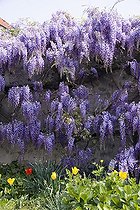 Biosphoto | 1275380 | Fleur Glycine de Chine | &copy; Lamontagne / Biosphoto