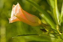 Biosphoto | 473994 | Fleur d'hibiscus Emirats Arabes Unis | &copy; John S. Sutton / Green Eye / Biosphoto