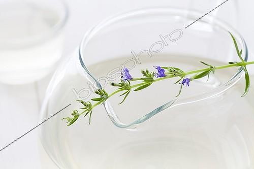 Biosphoto | 1290638 | Fleur d'Hysope et Tisane d'Hysope dans une tisanière | &copy; Frédérique Bidault / Biosphoto