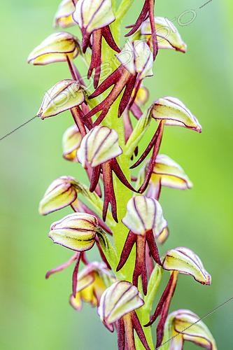 Biosphoto | 2601087 | Fleur d'orchis Homme pendu (Orchis anthropophora) sur une pelouse calcaire au printemps, Auvergne, France | &copy; Monique Morin / Biosphoto