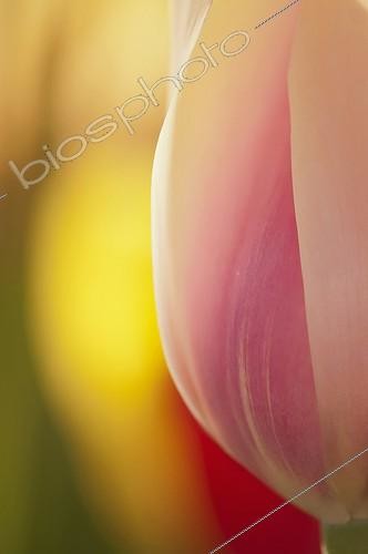 Biosphoto | 1847391 | Fleur Tulipe ; Tulipa 'Blushing Lady', Tulip, Pink subject. | &copy; Maria Mosolova / Flowerphotos / Biosphoto