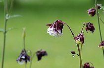 Biosphoto | 1252477 | Fleurs d'Ancolie sous la pluie France | &copy; Thierry Van Baelinghem / Biosphoto