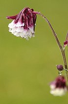 Biosphoto | 1252478 | Fleurs d'Ancolie sous la pluie France | &copy; Thierry Van Baelinghem / Biosphoto