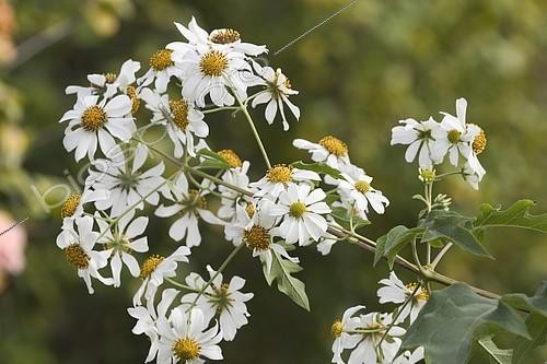 Biosphoto | 2101067 | Fleurs d'Arbre à marguerites (Montanoa bipinnatifida) | &copy; Siepmann / imageBROKER / Biosphoto