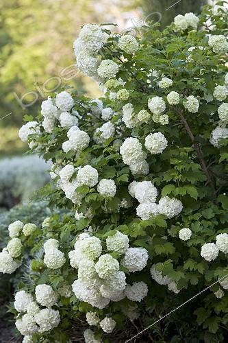 Biosphoto | 479422 | Fleurs blanches de Viorne obier Provence France | &copy; Philippe Giraud / Biosphoto