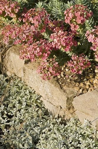 Biosphoto | 2034165 | Fleurs dans un jardin méditerranéen | &copy; Marc Chatelain / Biosphoto
