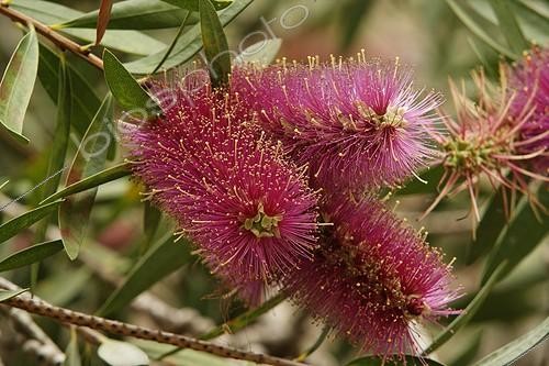 Biosphoto | 487564 | Fleurs de Callistemon violet  France | &copy; Hervé Lenain & Marie-Pierre Samel / Biosphoto