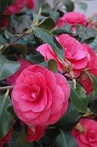 Biosphoto | 2547057 | Fleurs de Camélia (Camellia sp) au printemps | &copy; Catherine Fruhinsholz / Biosphoto