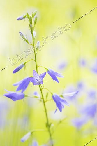 Biosphoto | 2565656 | Fleurs de Campanule à feuilles rondes (Campanula rotundifolia) dans un jardin sauvage, Auvergne, France | &copy; Monique Morin / Biosphoto