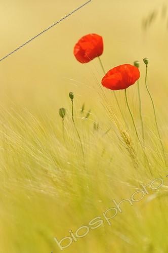 Biosphoto | 1866309 | Fleurs de coquelicot dans un champ de céréale France | &copy; Robin Monchâtre / Biosphoto