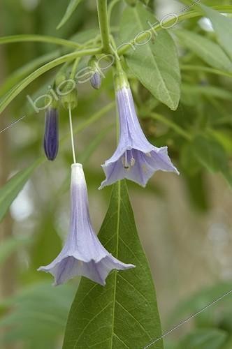 Biosphoto | 48837 | Fleurs de Dunalia | &copy; Muriel Hazan / Biosphoto