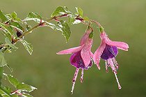Biosphoto | 1252547 | Fleurs de Fuchsia couvertes de rosée France | &copy; Thierry Van Baelinghem / Biosphoto
