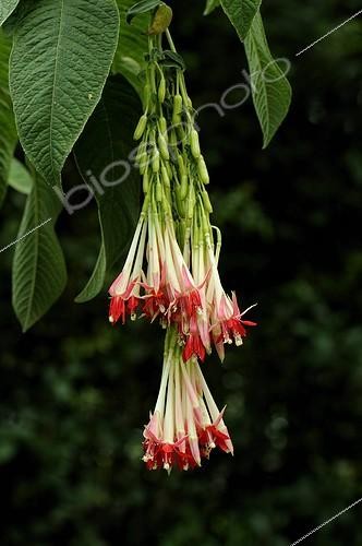Biosphoto | 1469976 | Fleurs de Fuchsia de Bolivie Equateur | &copy; Claude Thouvenin / Biosphoto