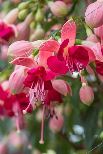 Biosphoto | 2083963 | Fleurs de Fuschia, Provence, France | &copy; Philippe Giraud / Biosgarden / Biosphoto