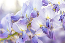 Biosphoto | 2621504 | Fleurs de Glycine de Chine (Wisteria sinensis) | &copy; Marie Aymerez / Biosphoto
