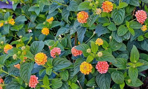 Biosphoto | 2611319 | Fleurs de Lantana, Jardin des plantes, Le Mans, Sarthe, France | &copy; Michel Gile / Biosphoto