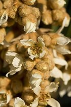 Biosphoto | 549154 | Fleurs de Néflier dans un jardin de Provence en automne | &copy; Philippe Giraud / Biosphoto