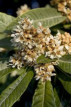 Biosphoto | 549155 | Fleurs de Néflier dans un jardin de Provence en automne | &copy; Philippe Giraud / Biosphoto