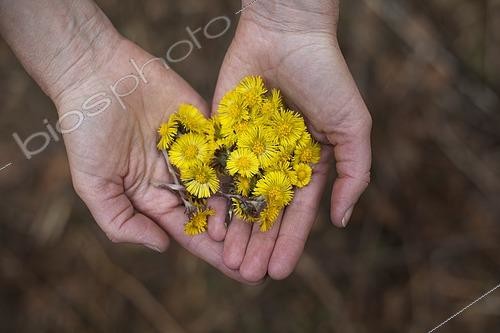 Biosphoto | 2480570 | Fleurs de tussilage (Tussilago farfara) en mains, pour être séchées et utilisées dans des tisanes, Jura, France. | &copy; Jean-Baptiste Strobel / Biosphoto