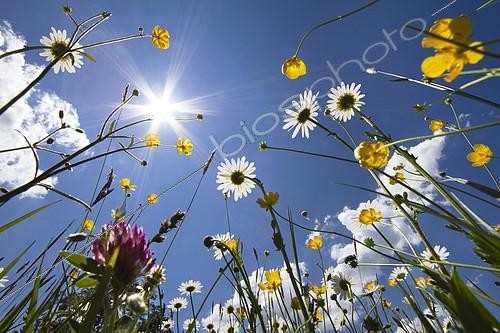 Biosphoto | 2285012 | Fleurs des champs au printemps, Bavière, Allemagne | &copy; Konrad Wothe / imageBROKER / Biosphoto
