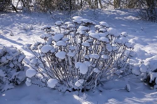 Biosphoto | 108290 | Fleurs fanées d'Orpin  sous la neige en mars  ; Le Jardin des Rosiers France | &copy; NouN / Biosphoto