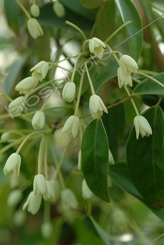 Biosphoto | 53427 | Fleurs d'Holboellia en gros plan | &copy; Didier Willery / Biosphoto