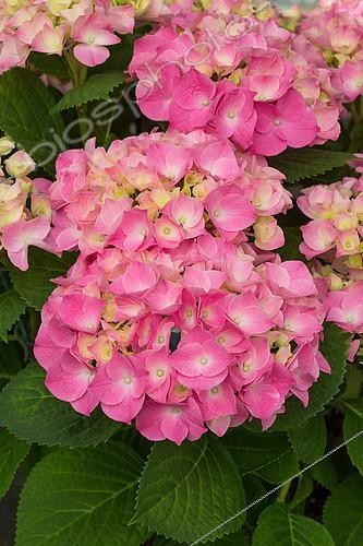 Biosphoto | 2083956 | Fleurs d'Hortensia (Hydrangea macrophylla), Provence, France | &copy; Philippe Giraud / Biosgarden / Biosphoto