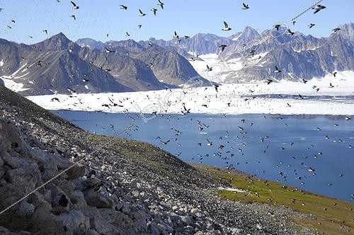 Biosphoto | 2046791 | Flight Little Auks - Kap Hoegh Greenland | &copy; Régis Cavignaux / Biosphoto