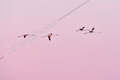Biosphoto | 2498182 | Flight of a small group of Flamingos (Phoenicopterus roseus) at dawn, the Grande Maïre pond, Sérignan, Hérault, France | &copy; Thierry Le Quay / Biosphoto