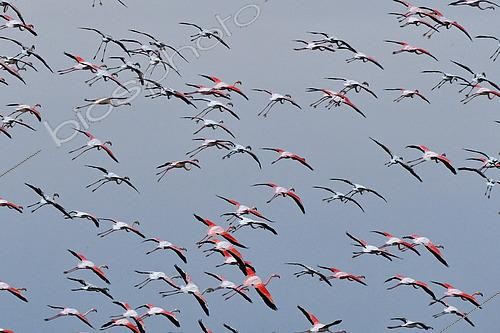 Biosphoto | 2455705 | Flight of Greater flamingos (Phoenicopterus roseus), Etang de la Grande Maire, Serignan, Hérault, Farnce | &copy; Thierry Le Quay / Biosphoto