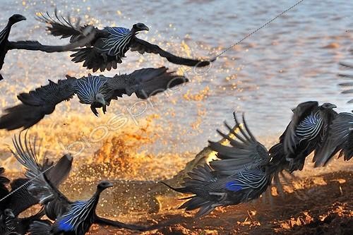 Biosphoto | 1418836 | Flight of guinea fowl Vulturine attacked by a Crocodile | &copy; Patrick Kientz / Biosphoto