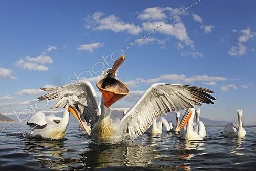 Biosphoto | 1453099 | Flock of Dalmatian Pelicans feeding in winter Greece | &copy; Frédéric Desmette / Biosphoto